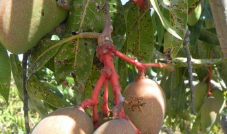 Quelles voies de valorisation pour une mangue sans insecticide ? (© H. Farges)