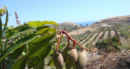 Le paysage a un effet sur la biodiversité des parcelles et la production de mangue (© C. Gloanec)