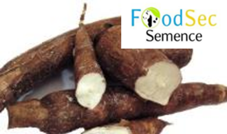 logo manioc food-sec semence